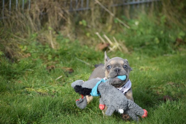 Bouldogue Francais (reu) 30852