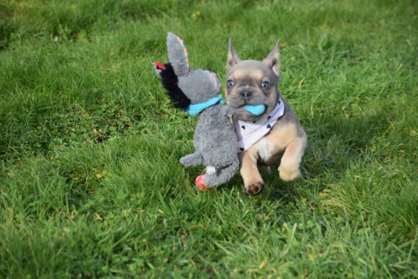 Bouldogue Francais (reu) 30852