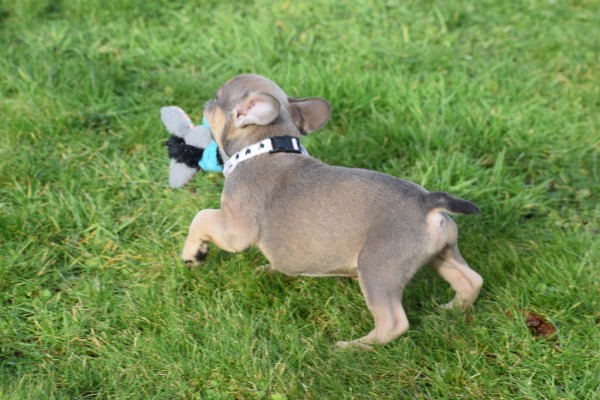 Bouldogue Francais (reu) 30852