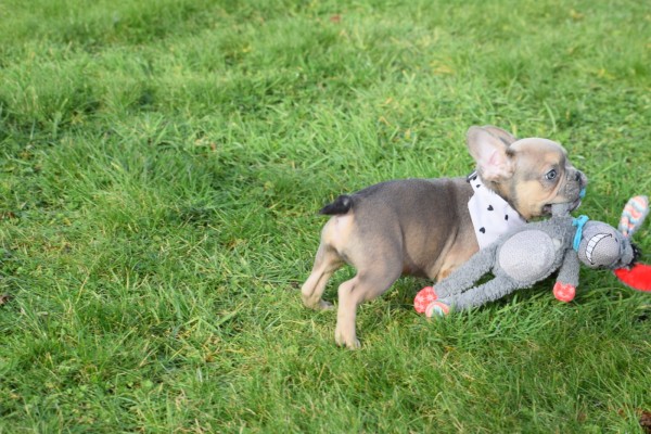 Bouldogue Francais (reu) 30852
