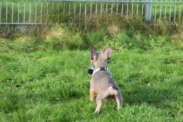Bouldogue Francais (reu) 30852
