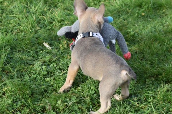 Bouldogue Francais (reu) 30852