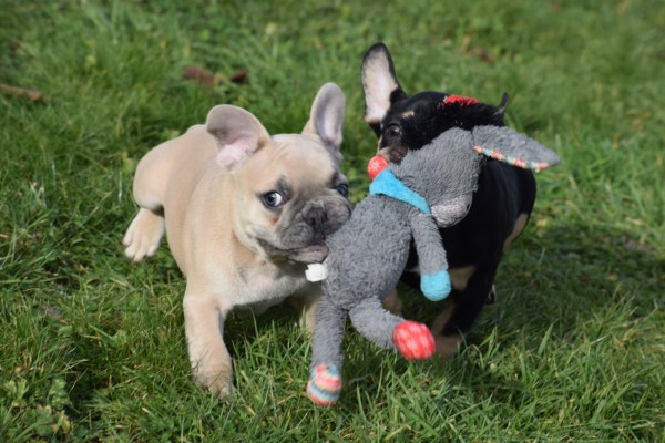 Bouldogue Francais (reu) 30850