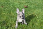 Bouldogue Francais (reu) 30854