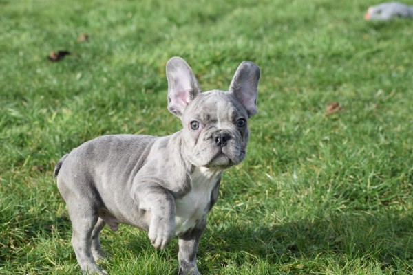 Bouldogue Francais (reu) 30854