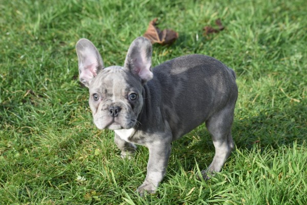 Bouldogue Francais (reu) 30854