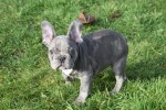 Bouldogue Francais (reu) 30854