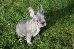 Bouldogue Francais (reu) 30854