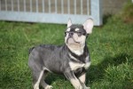 Bouldogue Francais (teef) 32212