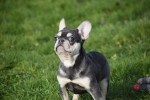 Bouldogue Francais (teef) 32212