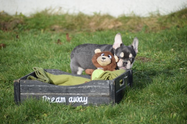 Bouldogue Francais (teef) 32212