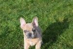 Bouldogue Francais (reu) 30857