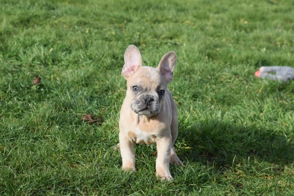 Bouldogue Francais (reu) 30857
