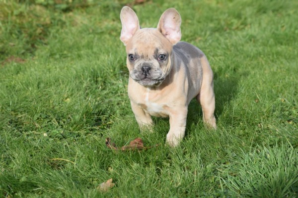 Bouldogue Francais (reu) 30857