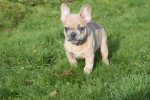 Bouldogue Francais (reu) 30857
