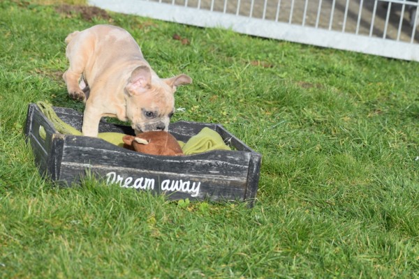 Bouldogue Francais (reu) 30857