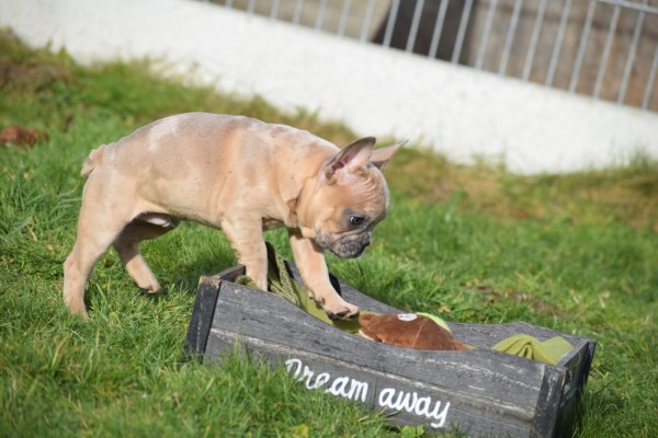 Bouldogue Francais (reu) 30857