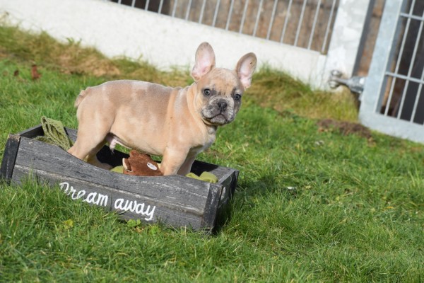 Bouldogue Francais (reu) 30857