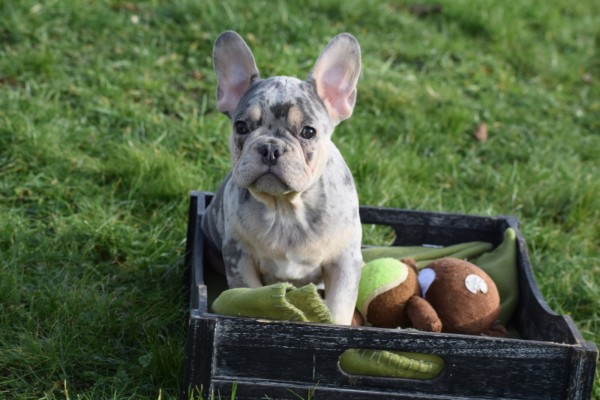 Bouldogue Francais (reu) 30855