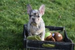 Bouldogue Francais (reu) 30855