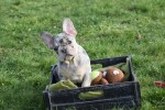 Bouldogue Francais (reu) 30855