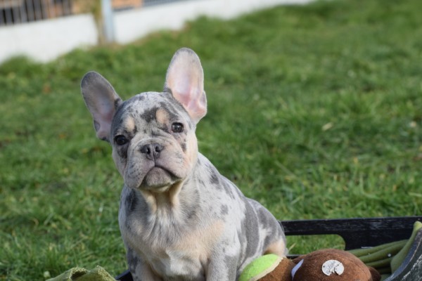 Bouldogue Francais (reu) 30855