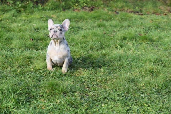 Bouldogue Francais (reu) 30855