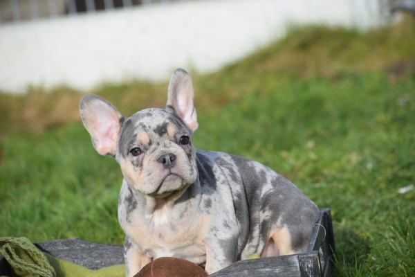 Bouldogue Francais (reu) 30855