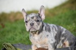 Bouldogue Francais (reu) 30855