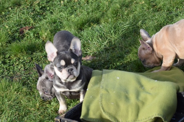 Bouldogue Francais (teef) 32212