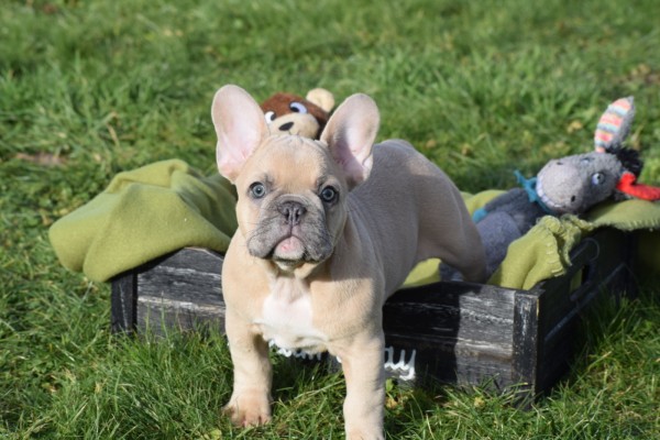 Bouldogue Francais (reu) 30851