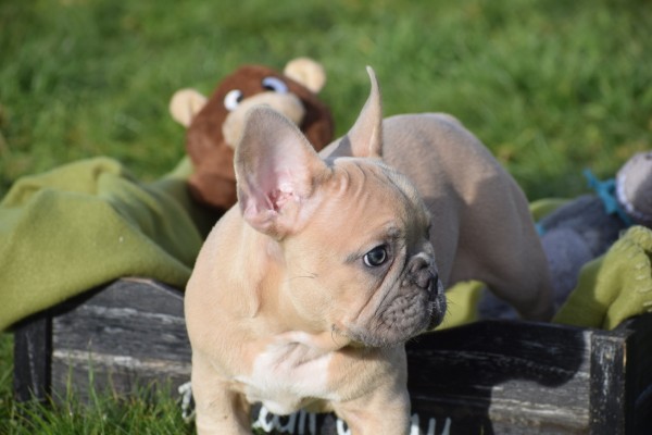 Bouldogue Francais (reu) 30851