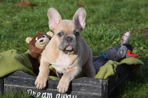 Bouldogue Francais (reu) 30851