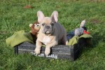 Bouldogue Francais (reu) 30851