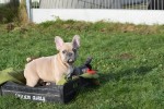 Bouldogue Francais (reu) 30851