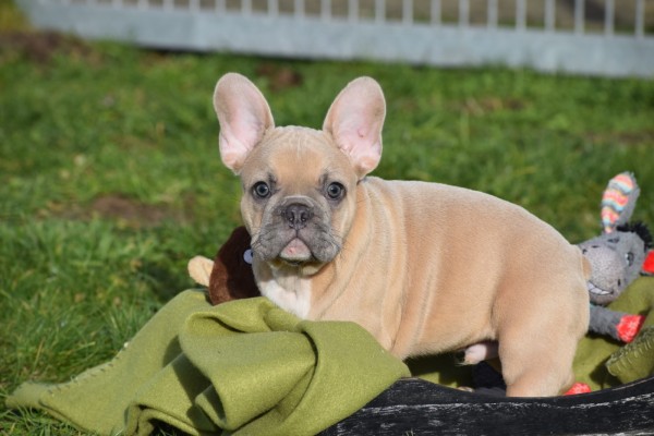 Bouldogue Francais (reu) 30851