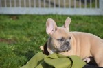 Bouldogue Francais (reu) 30851