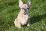 Bouldogue Francais (teef) 30858