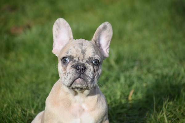 Bouldogue Francais (teef) 30858