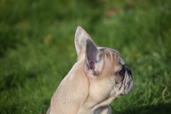 Bouldogue Francais (teef) 30858