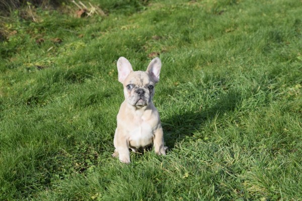 Bouldogue Francais (teef) 30858