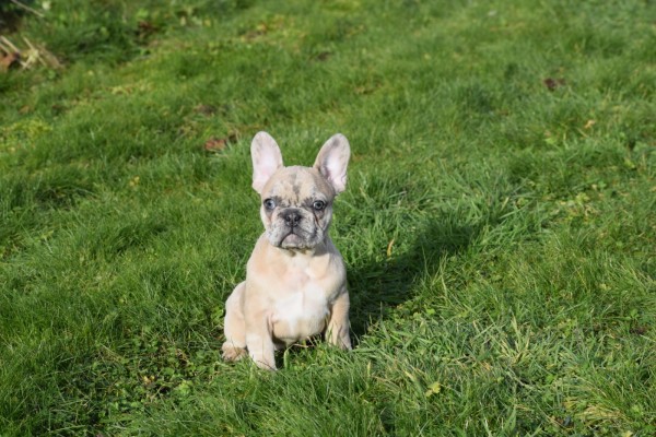 Bouldogue Francais (teef) 30858
