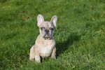 Bouldogue Francais (teef) 30858