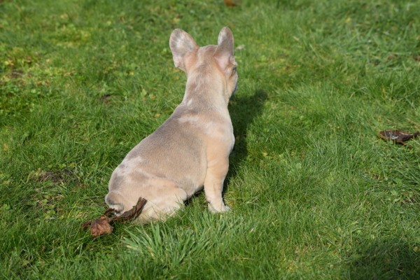 Bouldogue Francais (teef) 30858
