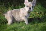 Bouldogue Francais (reu) 30853