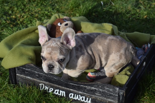 Bouldogue Francais (reu) 30853