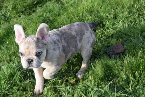 Bouldogue Francais (reu) 30853