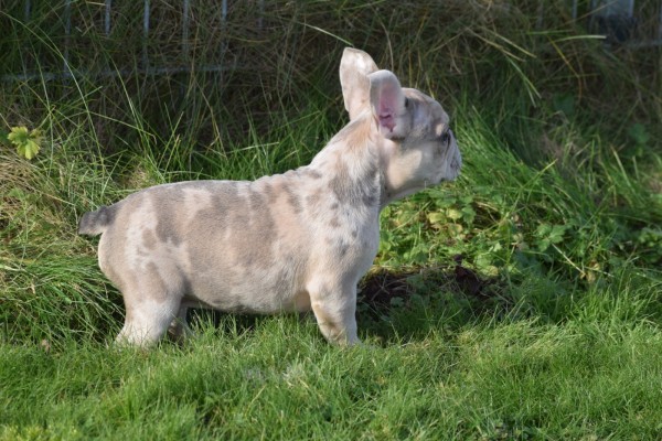 Bouldogue Francais (reu) 30853
