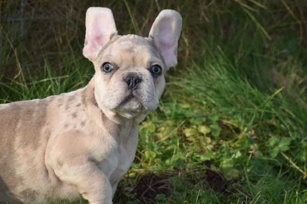 Bouldogue Francais (reu) 30853