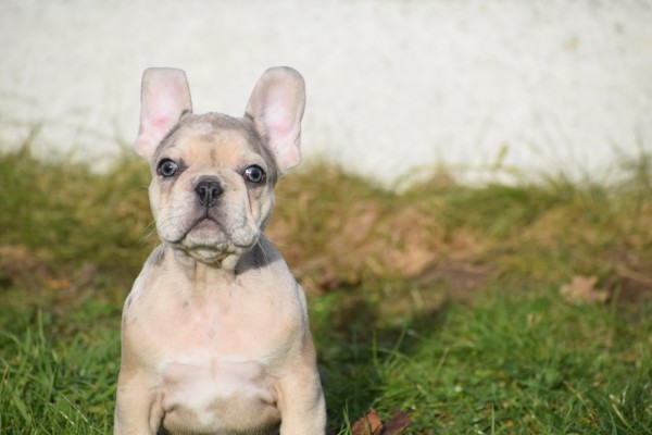 Bouldogue Francais (reu) 30853